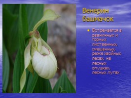 Красная книга Саратовской области (растения), слайд 4
