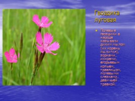 Красная книга Саратовской области (растения), слайд 5