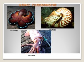Лабораторная работа 7 класс «Тип Моллюски - Многообразие моллюсков», слайд 10