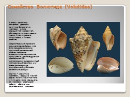 Лабораторная работа 7 класс «Тип Моллюски - Многообразие моллюсков», слайд 14