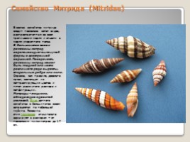 Лабораторная работа 7 класс «Тип Моллюски - Многообразие моллюсков», слайд 15