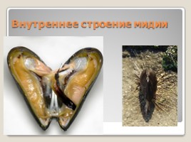 Лабораторная работа 7 класс «Тип Моллюски - Многообразие моллюсков», слайд 22