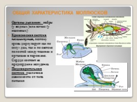 Лабораторная работа 7 класс «Тип Моллюски - Многообразие моллюсков», слайд 5