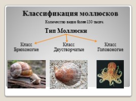 Лабораторная работа 7 класс «Тип Моллюски - Многообразие моллюсков», слайд 7