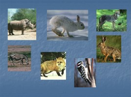 Окружающий мир 3 класс «Животные – часть природы - Роль животных в природе», слайд 2