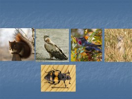 Окружающий мир 3 класс «Животные – часть природы - Роль животных в природе», слайд 3