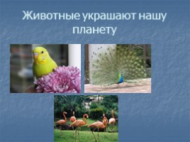 Окружающий мир 3 класс «Животные – часть природы - Роль животных в природе», слайд 6