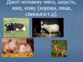 Окружающий мир 3 класс «Животные – часть природы - Роль животных в природе», слайд 7