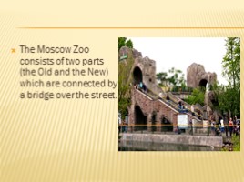 Moscow Zoo, слайд 12