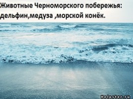 Животные Черноморского побережья: дельфин, медуза, морчкой конёк