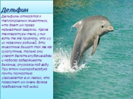 Животные Черноморского побережья: дельфин, медуза, морчкой конёк, слайд 3