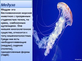 Животные Черноморского побережья: дельфин, медуза, морчкой конёк, слайд 4