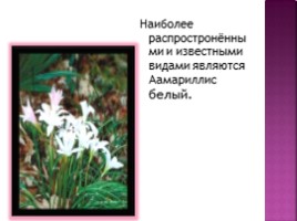 Комнатный цветок «Зефирантес», слайд 7