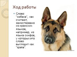 Исследовательская работа «Этимология названий домашних животных», слайд 10
