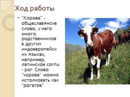 Исследовательская работа «Этимология названий домашних животных», слайд 13
