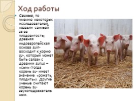 Исследовательская работа «Этимология названий домашних животных», слайд 15
