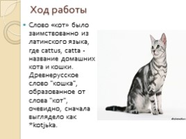 Исследовательская работа «Этимология названий домашних животных», слайд 9