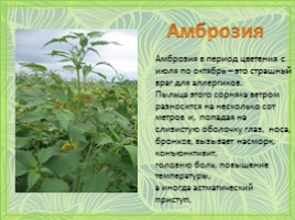 Ядовитые и наркотические растения нашей местности, слайд 4