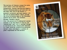 Защита животных - Protect Animals (на английском языке), слайд 2