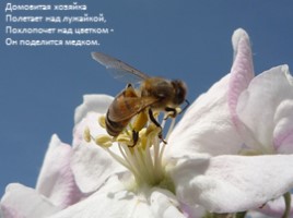 Пчёлы, слайд 18