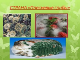 Царство грибы, слайд 10