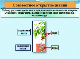 Окружающий мир 3 класс «Растения», слайд 4