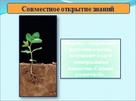 Окружающий мир 3 класс «Растения», слайд 7