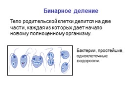 Способы бесполого размножения, слайд 2