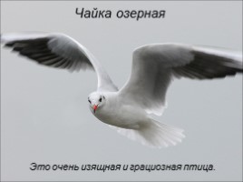 Птицы, слайд 27