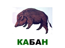 Лесные животные России, слайд 12