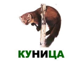 Лесные животные России, слайд 16