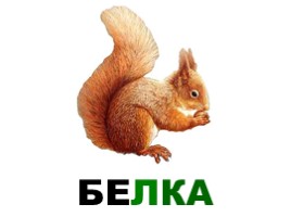 Лесные животные России, слайд 18