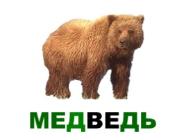 Лесные животные России, слайд 2