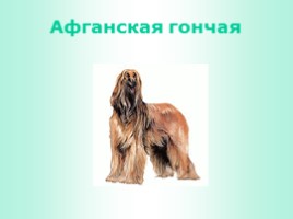 Породы собак (иллюстрации для младшего школьного возраста), слайд 10