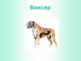 Породы собак (иллюстрации для младшего школьного возраста), слайд 11