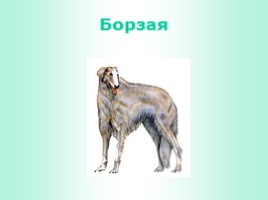 Породы собак (иллюстрации для младшего школьного возраста), слайд 13
