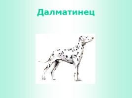 Породы собак (иллюстрации для младшего школьного возраста), слайд 14
