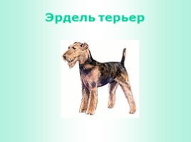 Породы собак (иллюстрации для младшего школьного возраста), слайд 2