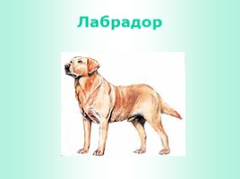 Породы собак (иллюстрации для младшего школьного возраста), слайд 22