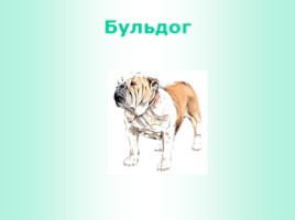 Породы собак (иллюстрации для младшего школьного возраста), слайд 3
