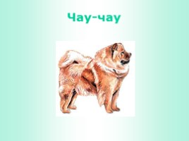 Породы собак (иллюстрации для младшего школьного возраста), слайд 6
