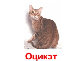 Кошки - домашние питомцы (иллюстрации для младшего школьного возраста), слайд 16