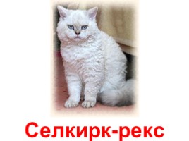 Кошки - домашние питомцы (иллюстрации для младшего школьного возраста), слайд 20