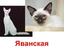 Кошки - домашние питомцы (иллюстрации для младшего школьного возраста), слайд 24