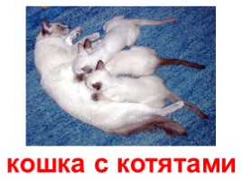 Кошки - домашние питомцы (иллюстрации для младшего школьного возраста), слайд 26