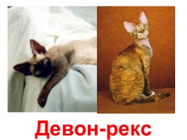 Кошки - домашние питомцы (иллюстрации для младшего школьного возраста), слайд 9