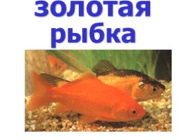 Аквариумные рыбки (иллюстрации для младшего школьного возраста), слайд 11