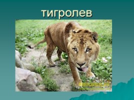 Тигры, слайд 15