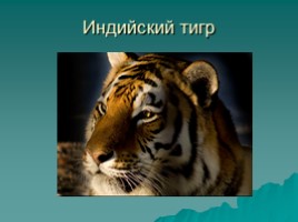 Тигры, слайд 6