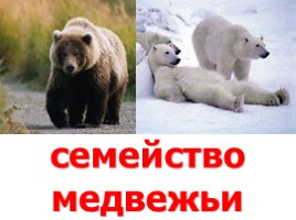Семейство медвежьи (иллюстрации для младшего школьного возраста)